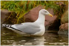 Gråmåke