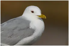 Fiskemåke