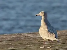 Polarmåke