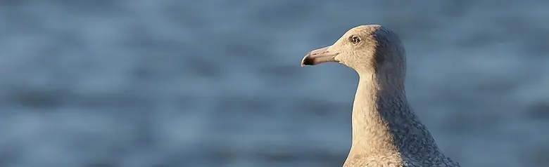 Polarmåke. Stående på en badebrygge. Helt gråmelert fjærdrakt, inkludert vinger og vingespisser. Nebbspissen er imidlertid svart.