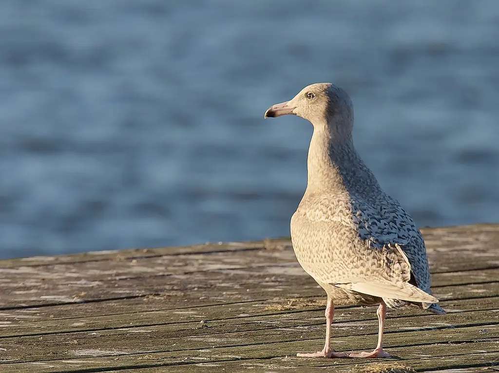 Polarmåke. Stående på en badebrygge. Helt gråmelert fjærdrakt, inkludert vinger og vingespisser. Nebbspissen er imidlertid svart.
