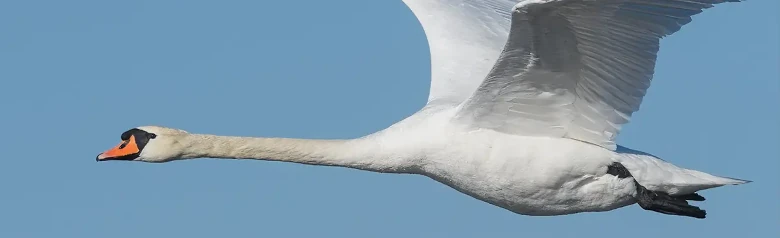 En flygende knoppsvane skjærer gjennom luften med vingene pekende oppover.