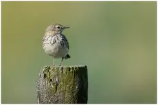 Heipiplerke
