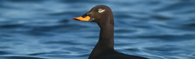 En Sjøorre ligger lavt i vannet. Fuglens lyse øye ser rett inn i kameraet.