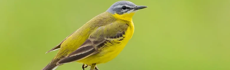 Gulerle. Sitter på toppen av en vissen tistel. Kraftig gul underside og olivengrønn bakside.