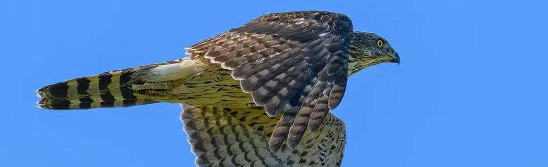 Hønsehauk. Flygende med blå himmel. Tverrstripet underside, mørkegrå overside. Flyr i retning mot høyre.
