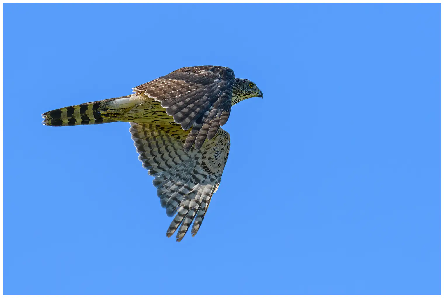 Hønsehauk. Flygende med blå himmel. Tverrstripet underside, mørkegrå overside. Flyr i retning mot høyre.