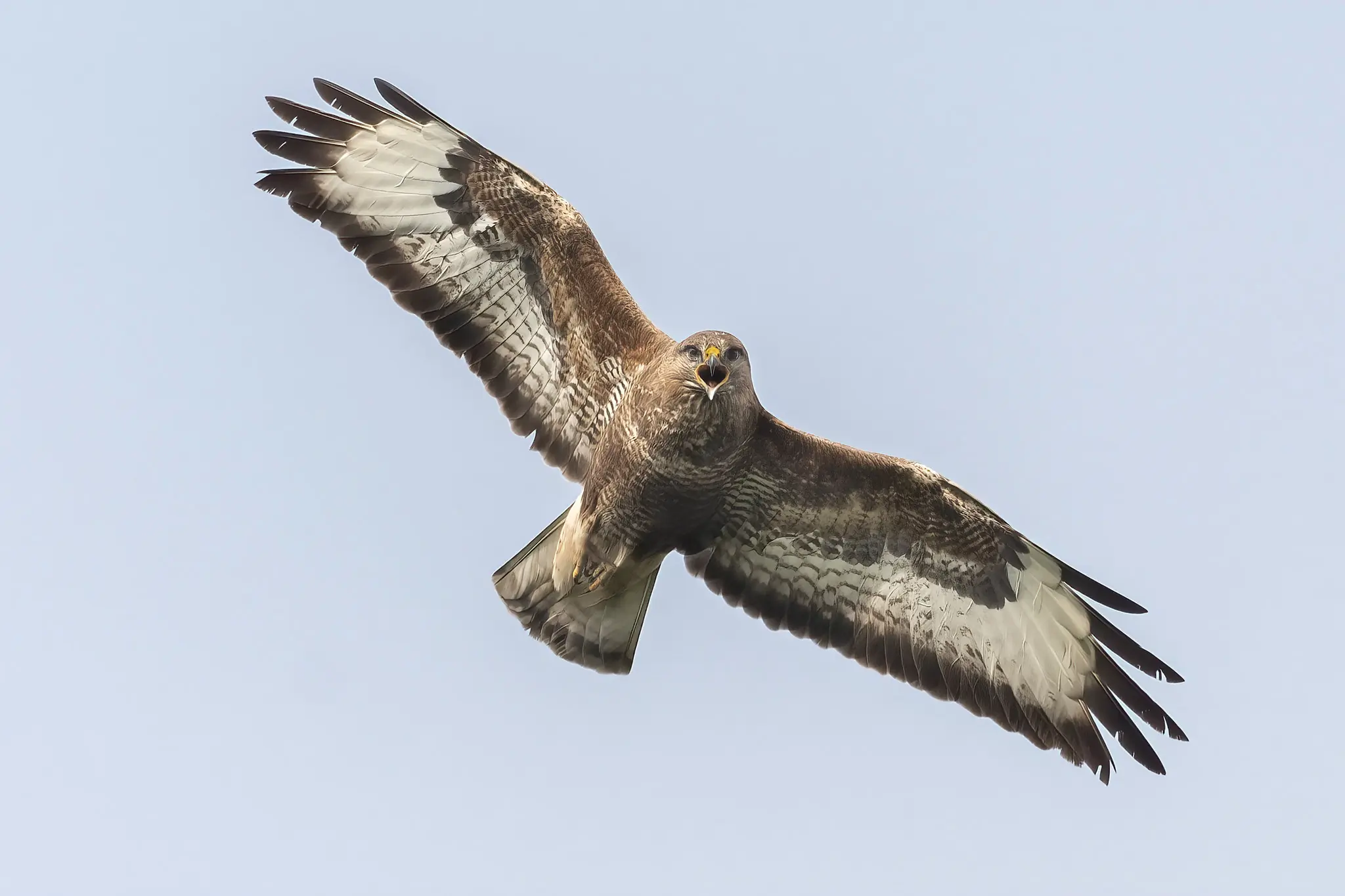 Musvåk