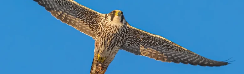 Vandrefalk. Her ses den svevende mot en blå himmel. Fuglens underside er stripete i lengderetningen, noe som indikerer at det er en ungfugl.