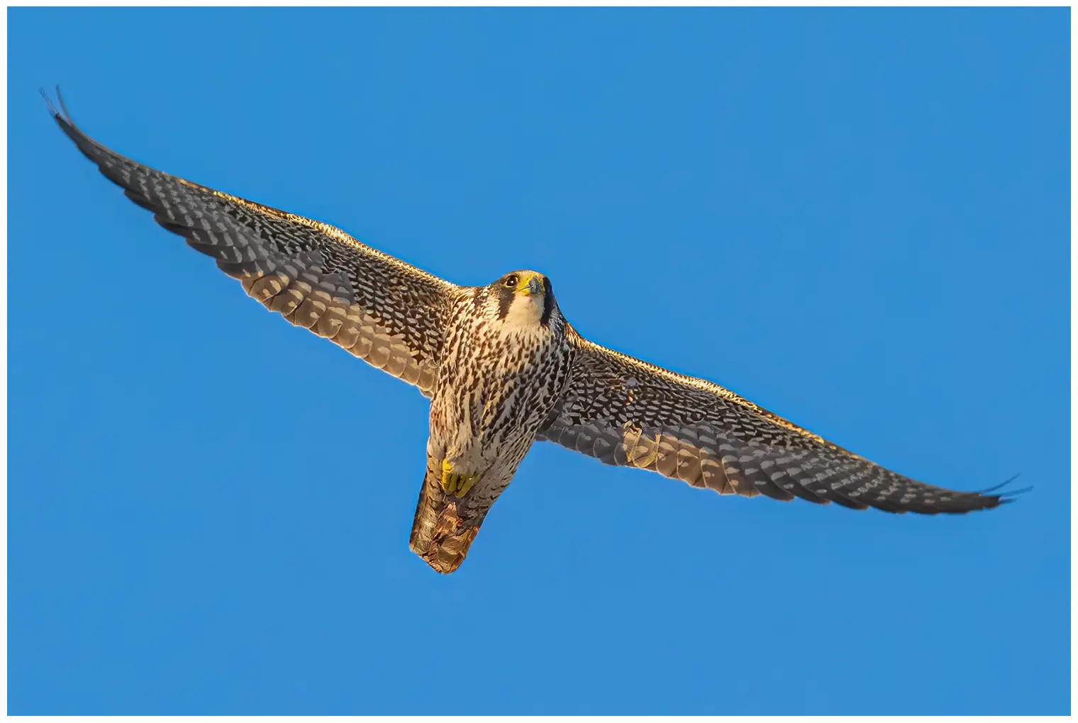 Vandrefalk. Her ses den svevende mot en blå himmel. Fuglens underside er stripete i lengderetningen, noe som indikerer at det er en ungfugl.