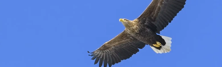Havørn. Den svever mot en blå himmel. Den har et stort, kraftig nebb som med alderen går fra brunt til knallgult.