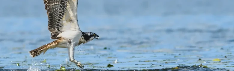 Fiskeørn. Den flyr over vannoverflaten. Det ser ut som om den nettopp har fanget en fisk i vannet.
