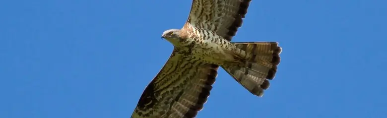 Vepsevåk. Det lille duelignende hodet på den lange halsen strekker seg fremover i flukt mot en blå himmel.
