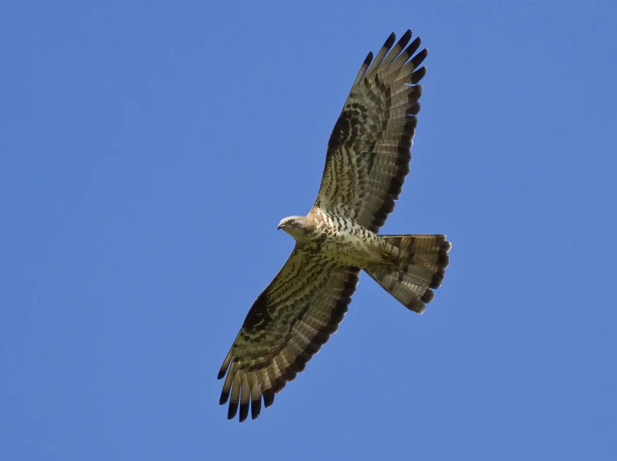 Vepsevåk. Det lille duelignende hodet på den lange halsen strekker seg fremover i flukt mot en blå himmel.