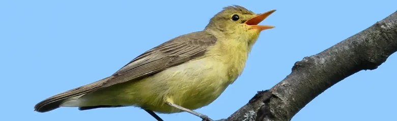 Gulsanger. Synger på en gren. Gul underside, mens oversiden er olivengrønn. Har et ganske langt nebb.