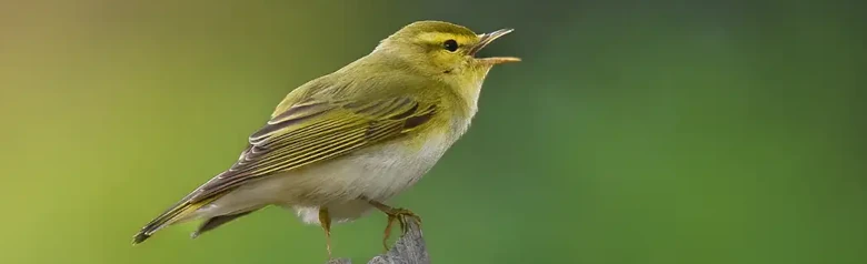 Bøksanger. Synger på en vissen gren. Blekgult ansikt og bryst og ren hvit underside; oversiden er grønn som mose.