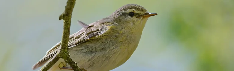 Løvsanger. (Phylloscopus trochilus) Sitter på en gren. Føttene griper tak i en tynn kvist.