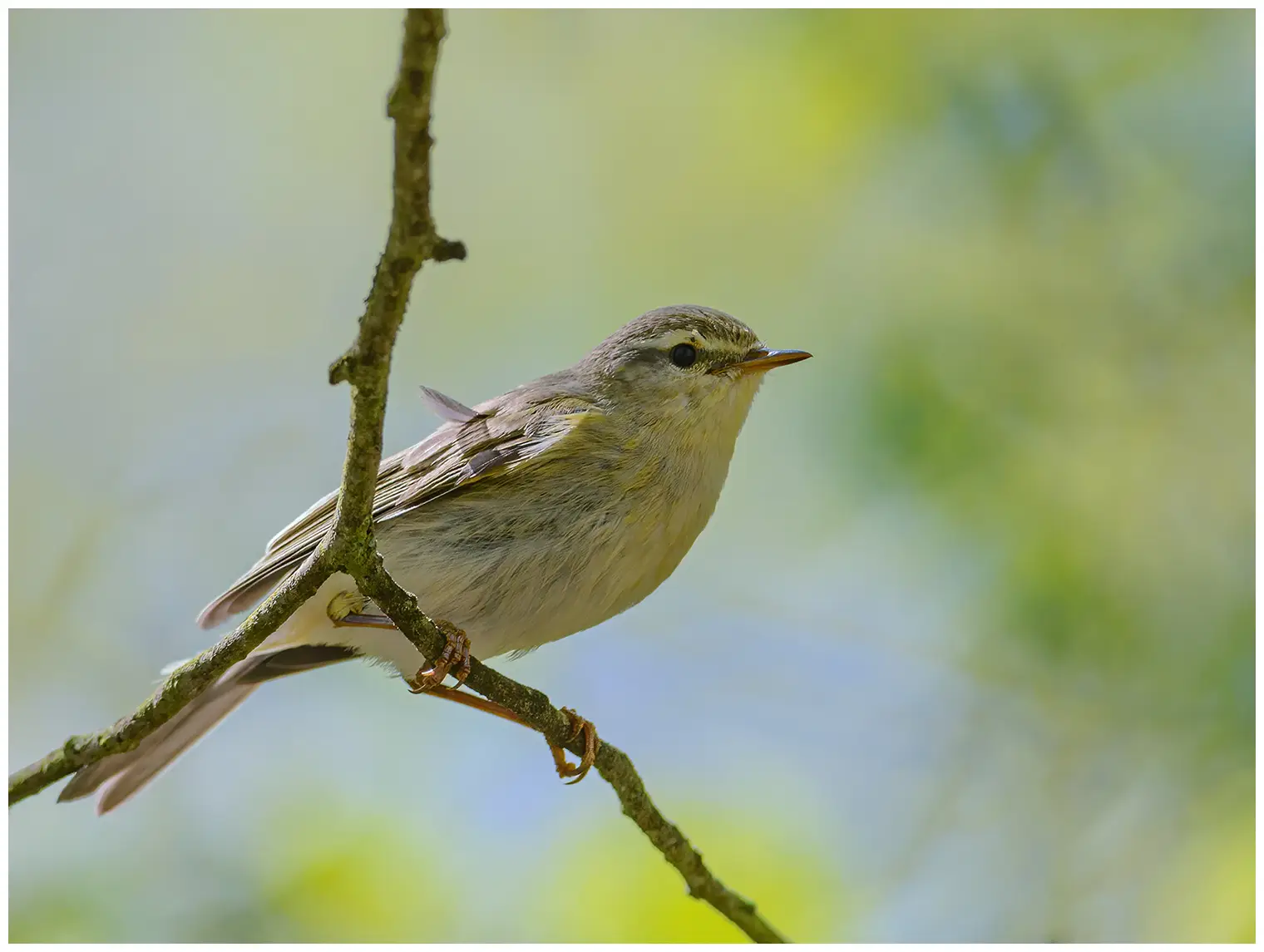 Løvsanger. (Phylloscopus trochilus) Sitter på en gren. Føttene griper tak i en tynn kvist.