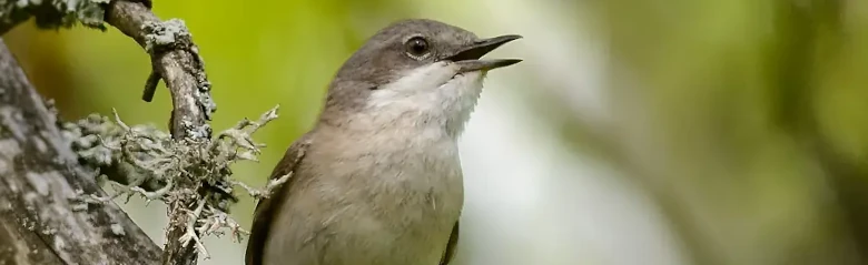 Møller. Synger på en gren. En liten, gråbrun sanger med hvit strupe og mørke ben.