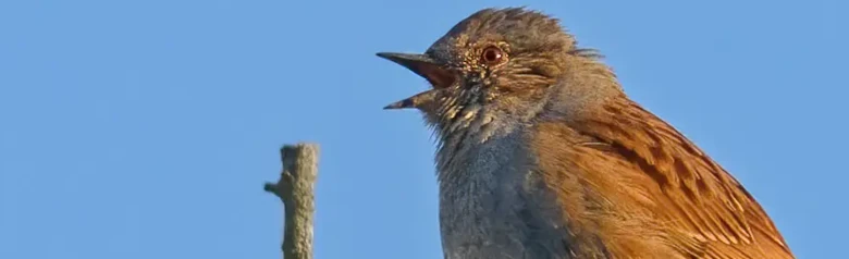 Jernspurv. Her synger jeg på en gren. Blå himmel. Undersiden og rundt hodet er jerngrå, mens oversiden er spraglete i brune nyanser.