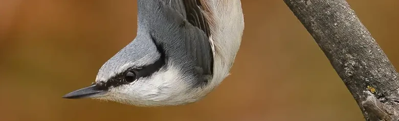 Spettmeis. Her sitter den opp ned på en gren, med hodet vendt nedover. Kraftig nebb, kort hale og svart stripe i øynene.