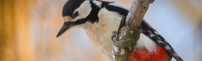 Flaggspett. Sitter på en gren og ser ned. Fjærdrakten er broket i svarte, hvite og røde farger.