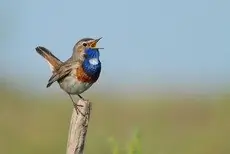 Blåstrupe
