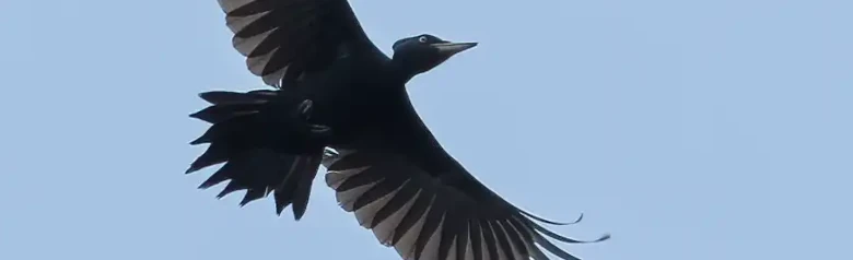 Svartspett. Her ses den flygende i silhuett mot en blå himmel. En kullsvart fugl med unntak av en rød kalott.