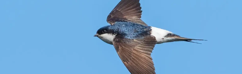 Taksvale. Her sett i flukt. Bakgrunnen er blå himmel. Hvit underside og hvit overgump. Ryggen er blåsvart, mens vingene er mørkebrune.
