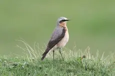 Steinskvett