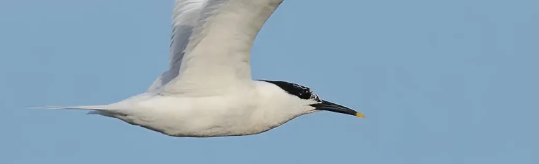 Splitterne
