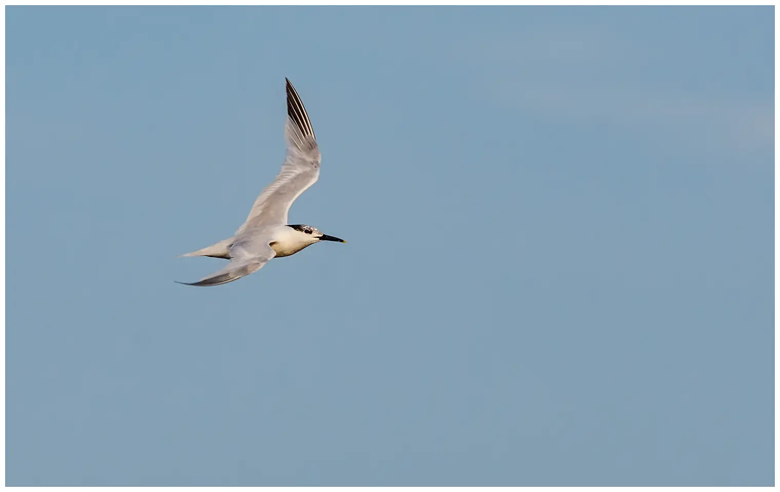 Splitterne