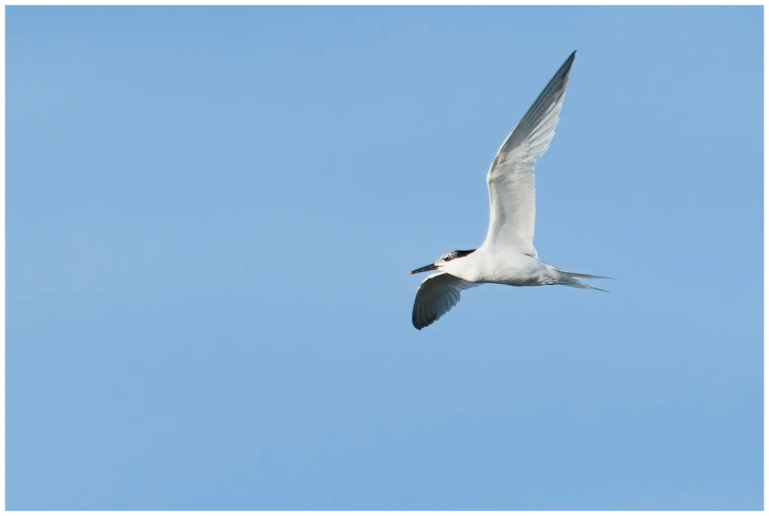 Splitterne
