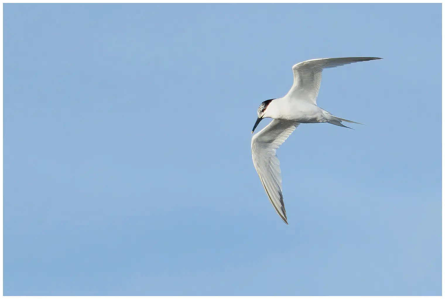Splitterne