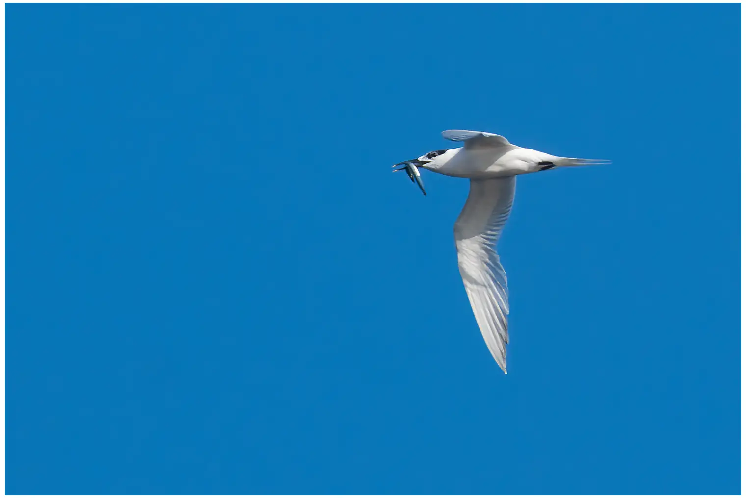 Splitterne