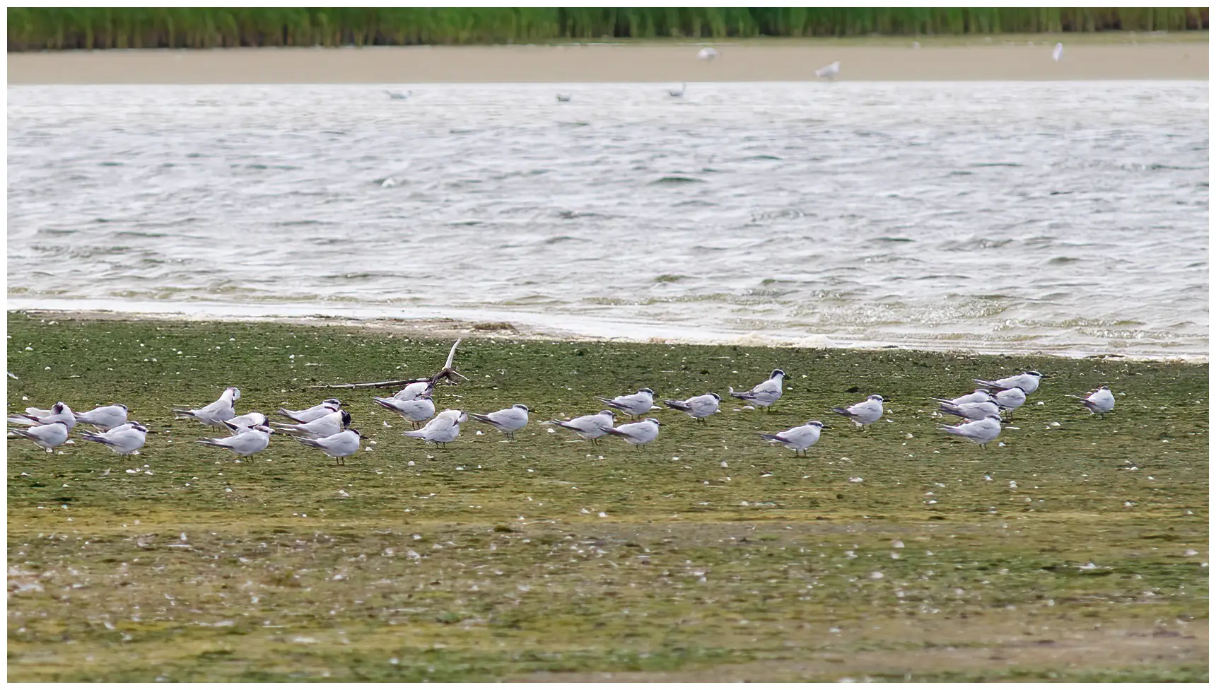 Splitterne