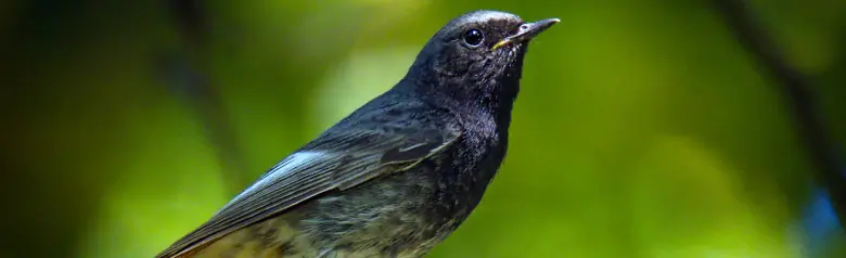 Svartrødstjert. Sitter på en grenspiss i skogen. En mørk fugl med rødbrun underside av halen.