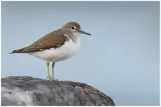 Strandsnipe