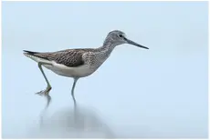 Gluttsnipe
