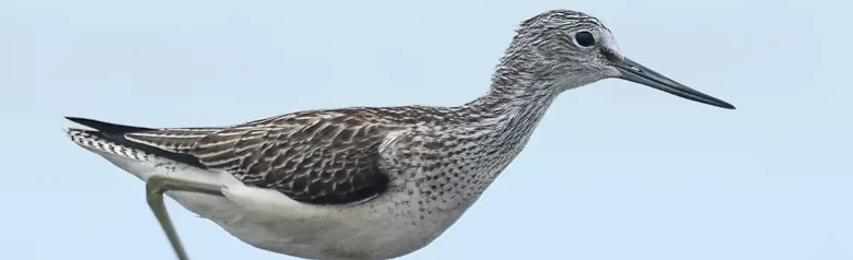 Gluttsnipe