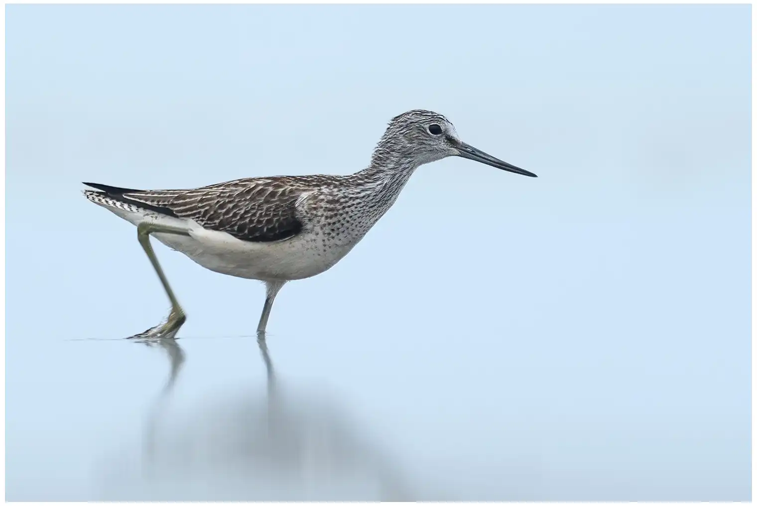 Gluttsnipe