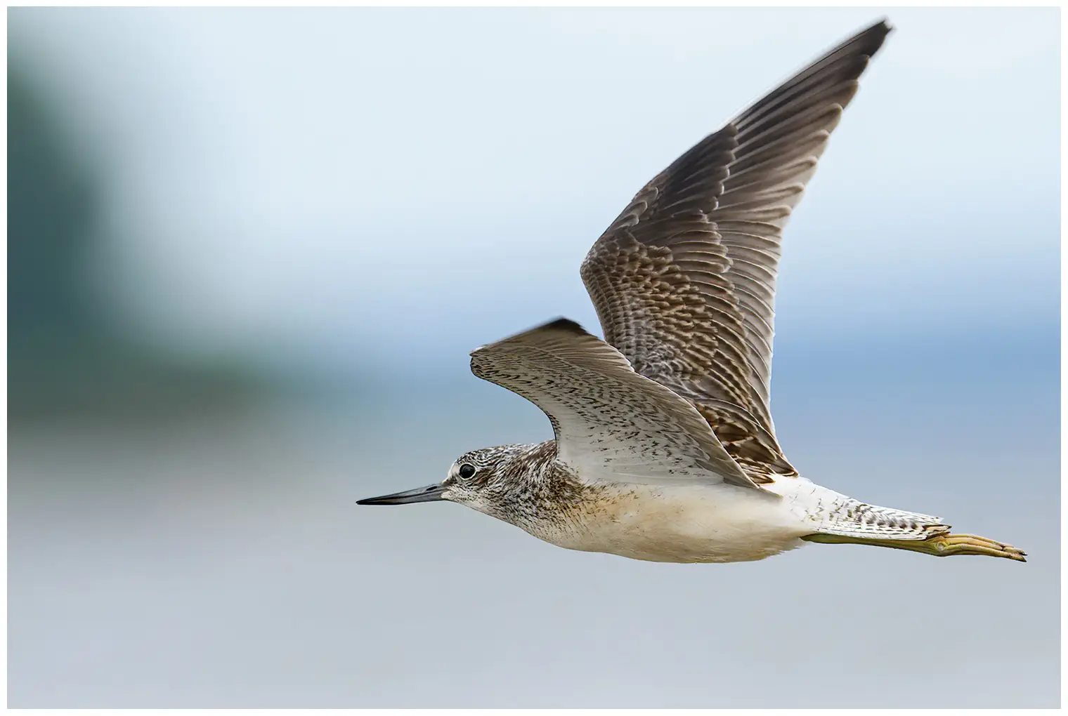Gluttsnipe