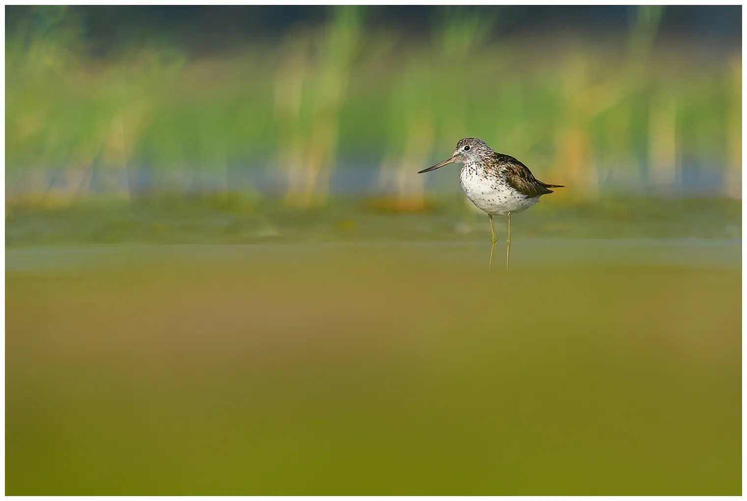 Gluttsnipe