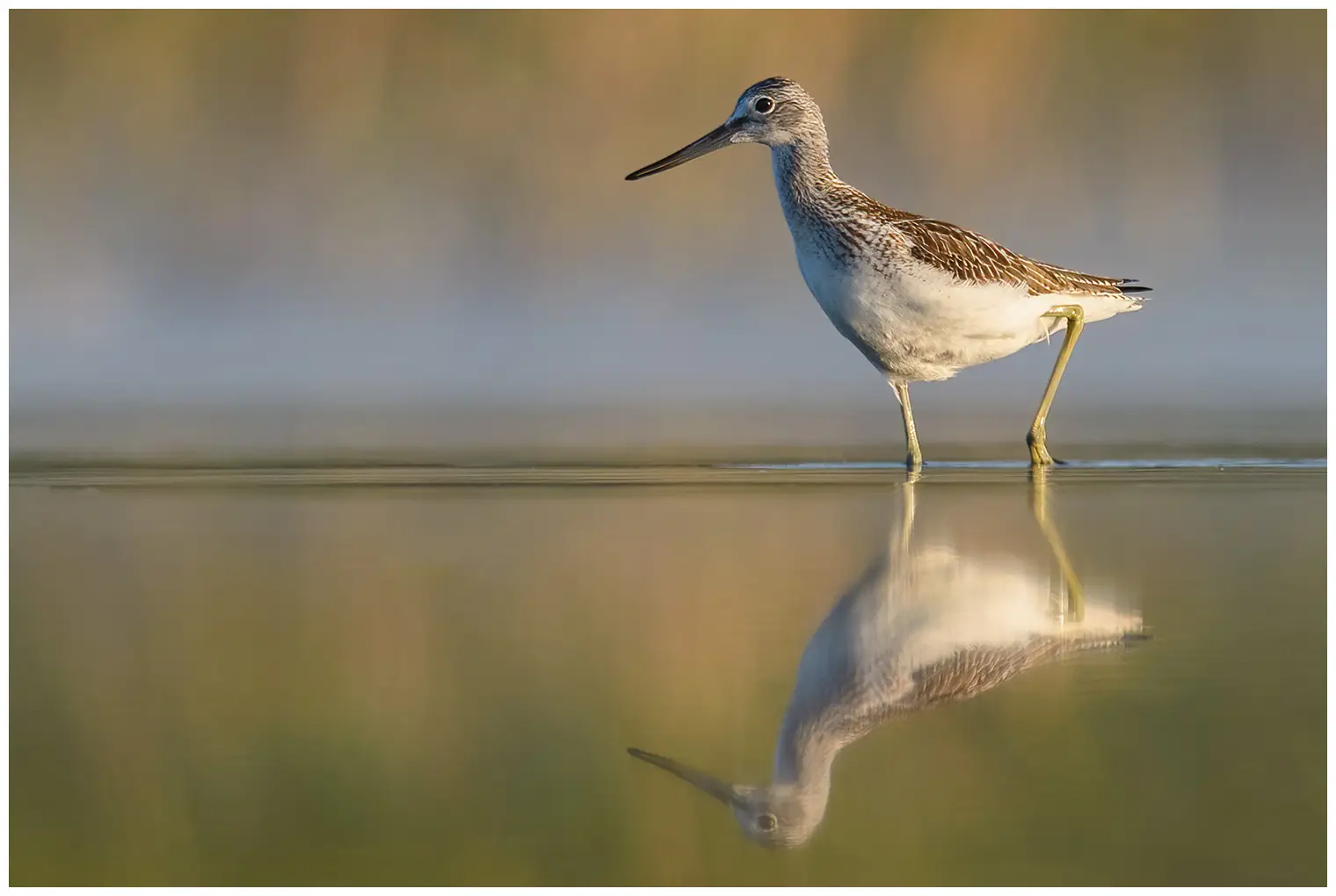 Gluttsnipe