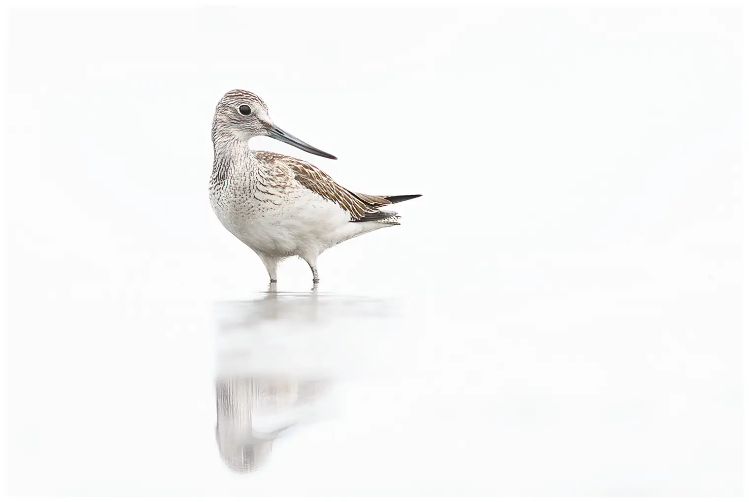 Gluttsnipe