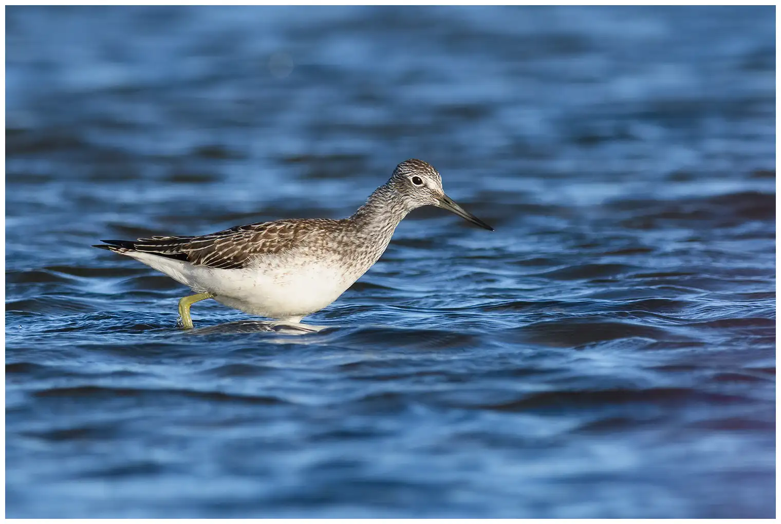 Gluttsnipe