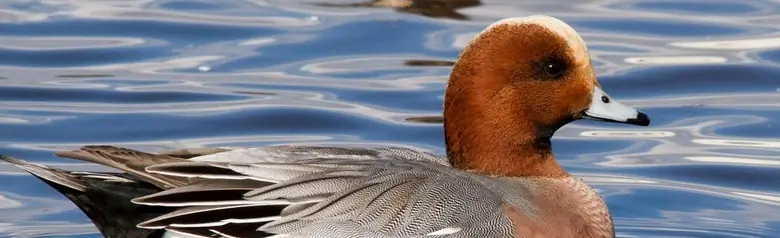 En brunnakke ligger på vannet midt i en flokk med brunnakker.