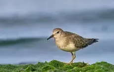 Temmincksnipe