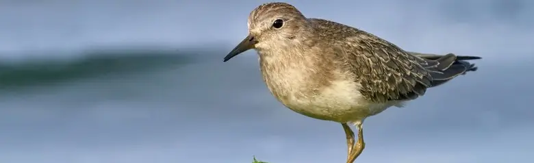 Temmincksnipe