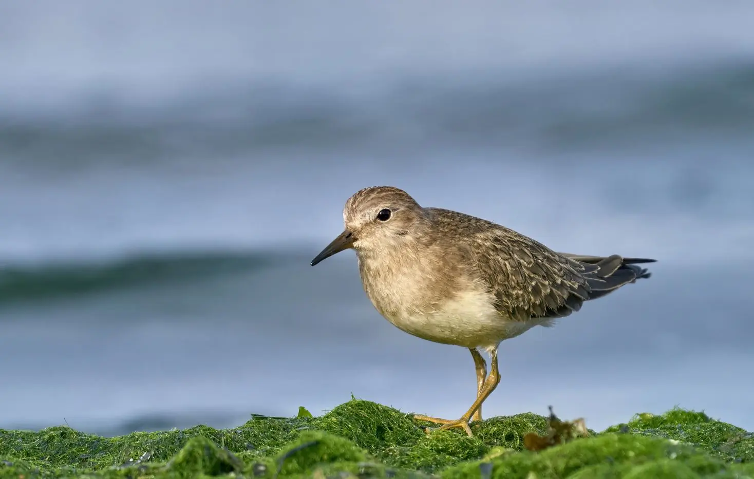 Temmincksnipe
